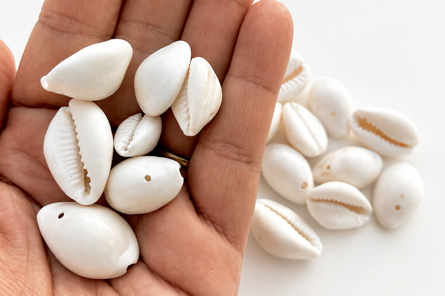 Natural Cowrie Shells