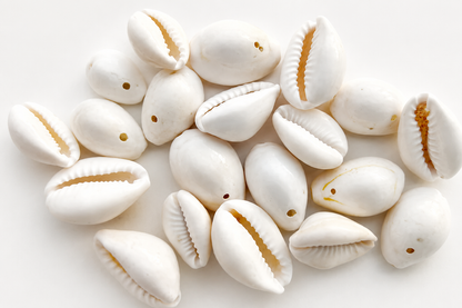 Natural Cowrie Shells