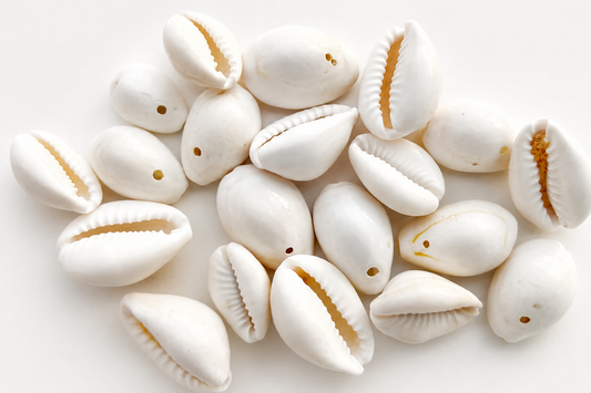 Natural Cowrie Shells